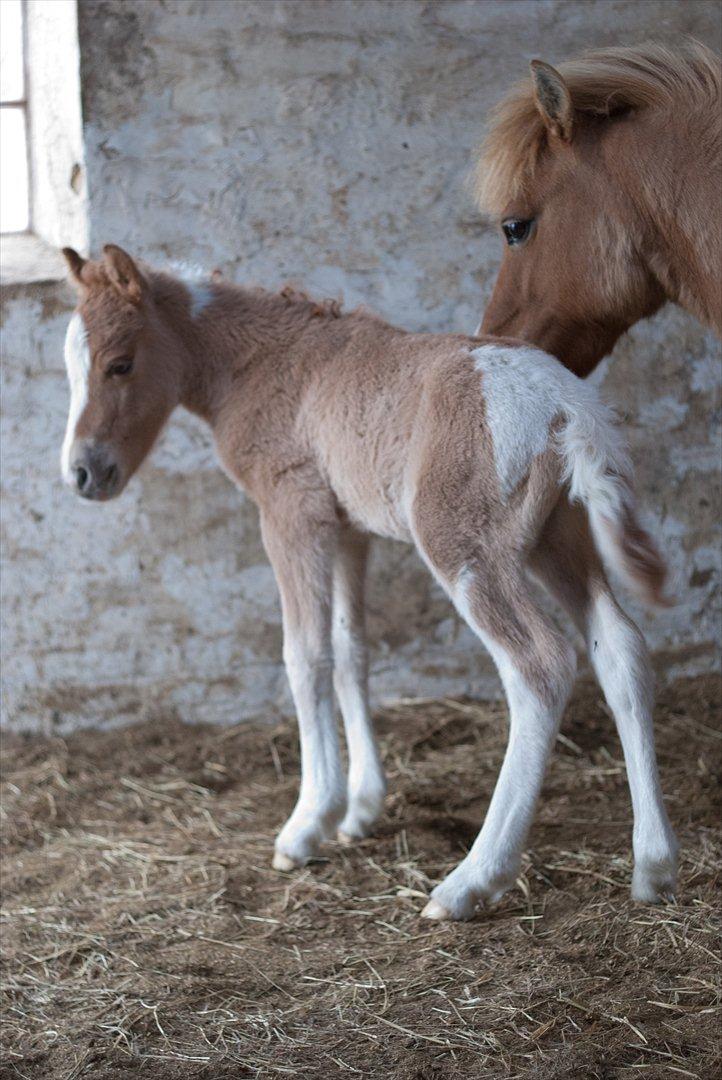 Pinto Baileys af Brovang **BROVANG** SOLGT ! - Lidt opmærksom på hvad der sker uden for i den store hvide verden :) billede 6