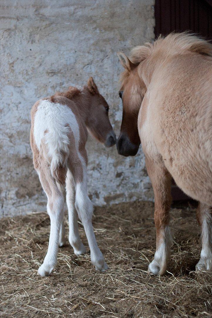 Pinto Baileys af Brovang **BROVANG** SOLGT ! - Mor og søn <3 du er en fantastisk mor snuske <3 billede 7