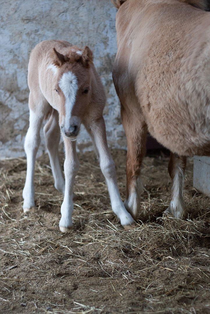 Pinto Baileys af Brovang **BROVANG** SOLGT ! - Du har været rigtig heldig med dine aftegn Baileys, de klær dig, hehehe.. <3 billede 8
