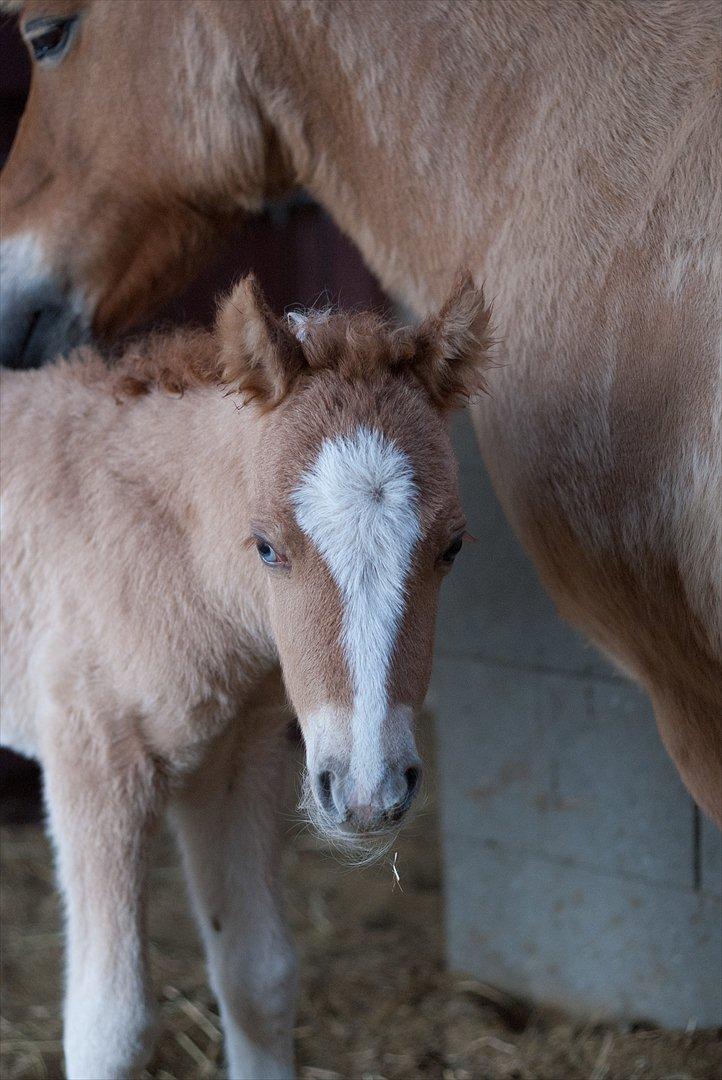 Pinto Baileys af Brovang **BROVANG** SOLGT ! - Glasøje og overskæg, så kan man ikke charme mere ;D  billede 9