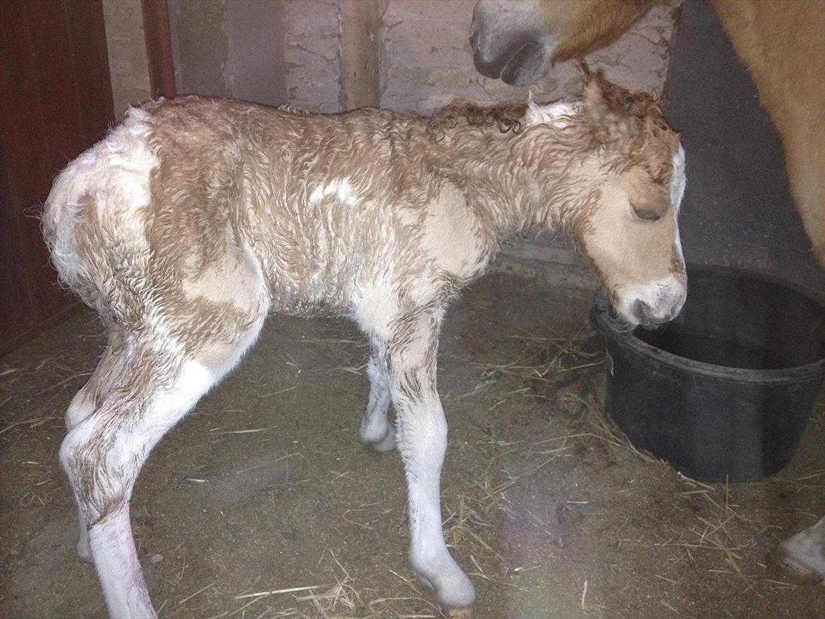 Pinto Baileys af Brovang **BROVANG** SOLGT ! - ** velkommen til verden Baileys drengen** billede 1