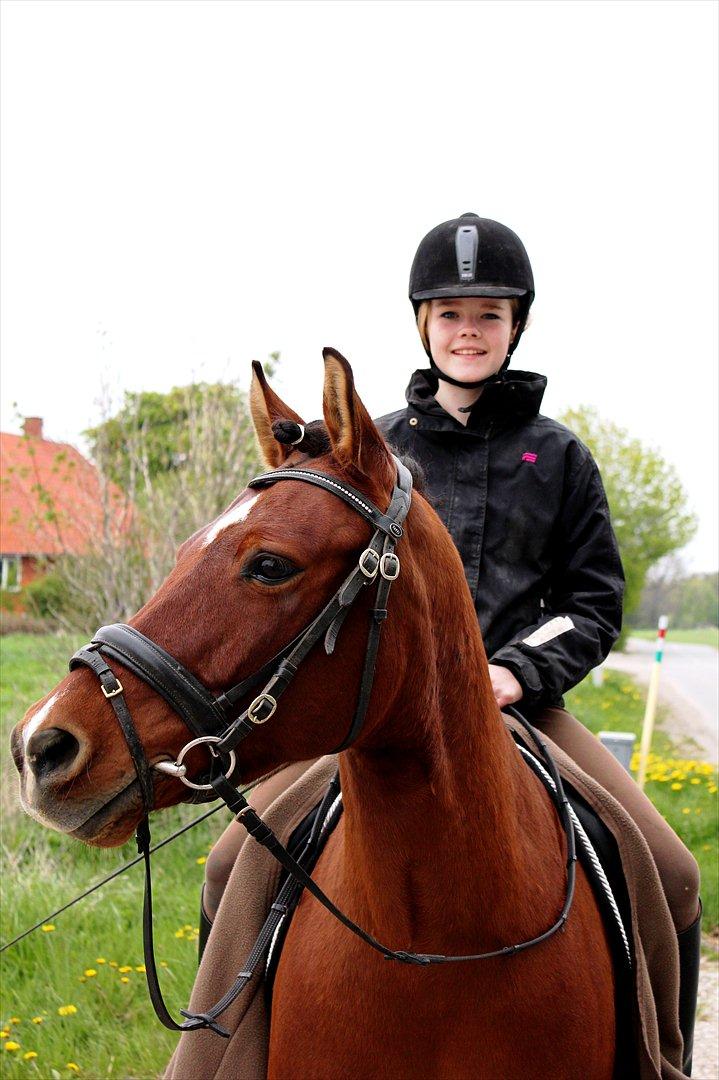 Anden særlig race Pingo billede 4