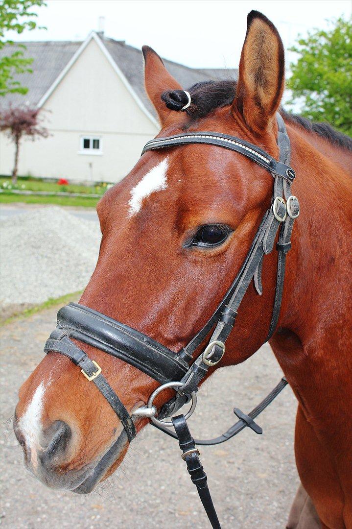 Anden særlig race Pingo billede 6