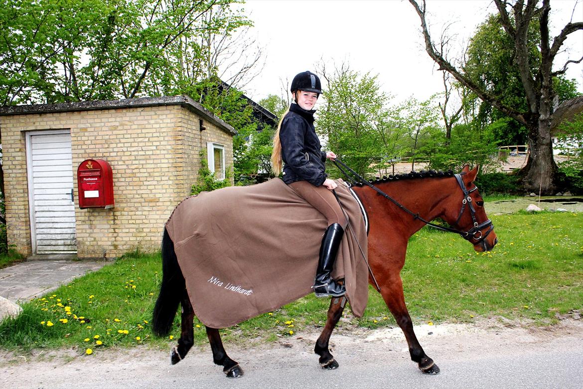 Anden særlig race Pingo billede 7