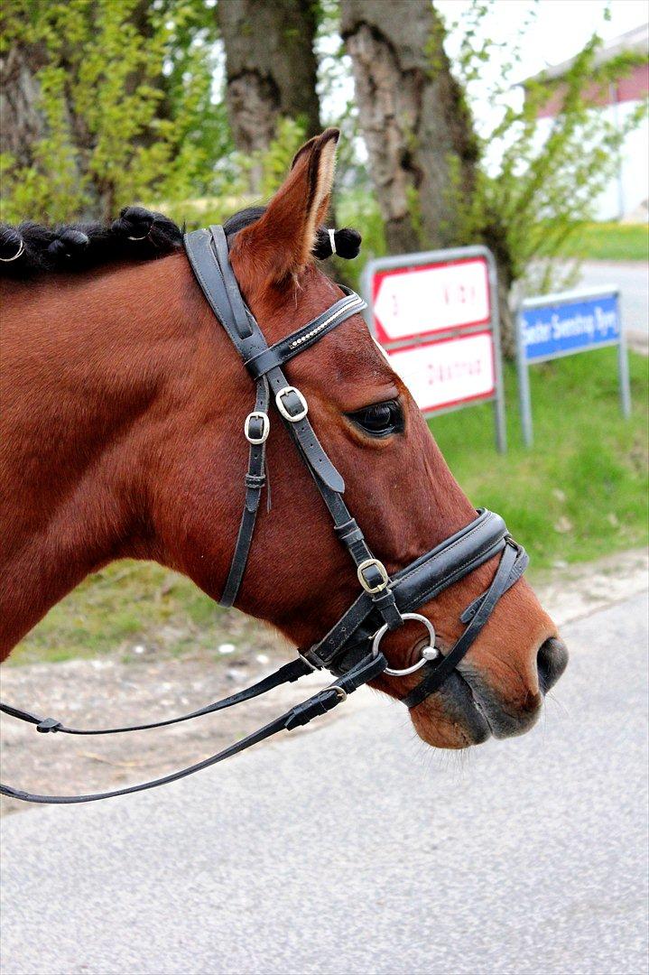 Anden særlig race Pingo billede 8