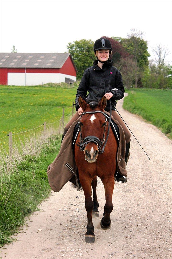 Anden særlig race Pingo billede 9