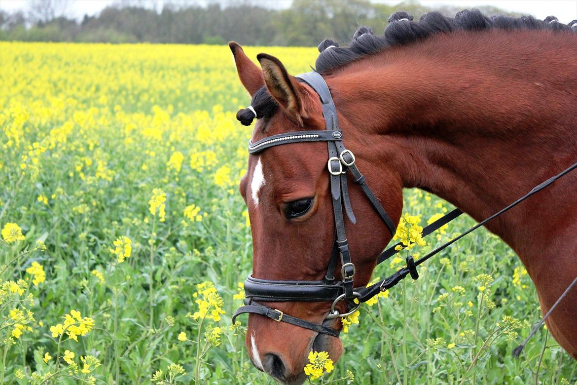 Anden særlig race Pingo billede 10