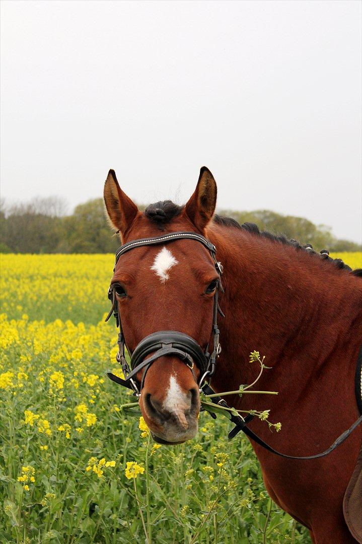 Anden særlig race Pingo billede 11