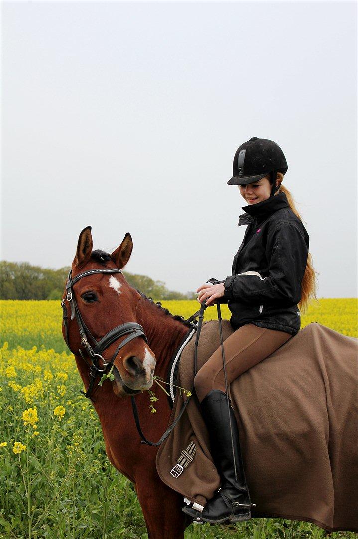 Anden særlig race Pingo billede 12