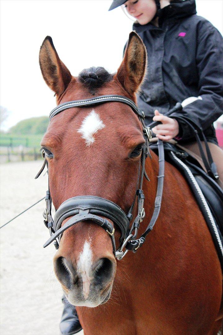 Anden særlig race Pingo billede 13