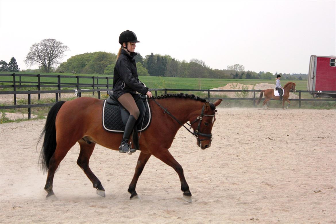 Anden særlig race Pingo billede 14