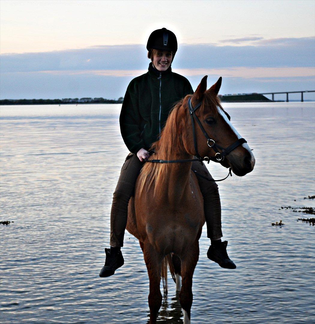 Anden særlig race Aichah - 6. Maj 2012<3 billede 19