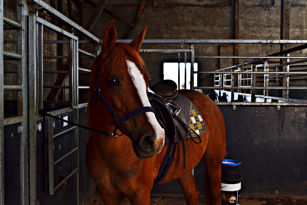 Anden særlig race Aichah - 8. Maj 2012 - så er vi klar til at tage ud og springe!!! billede 6