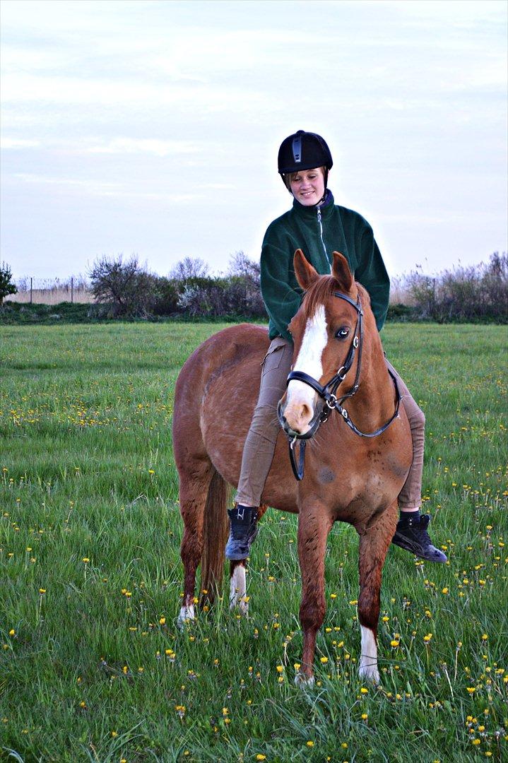 Anden særlig race Aichah - 6. Maj 2012 billede 8