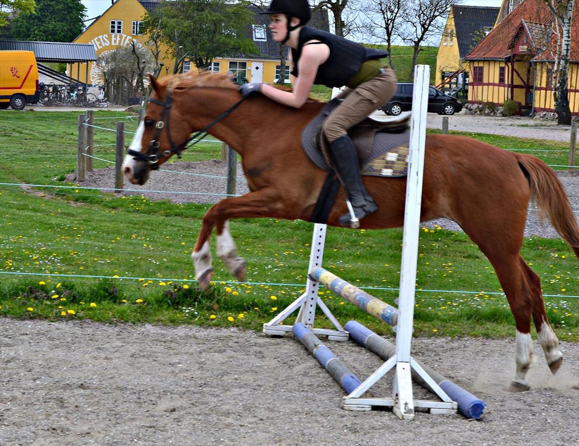 Anden særlig race Aichah - 8. Maj 2012 billede 2