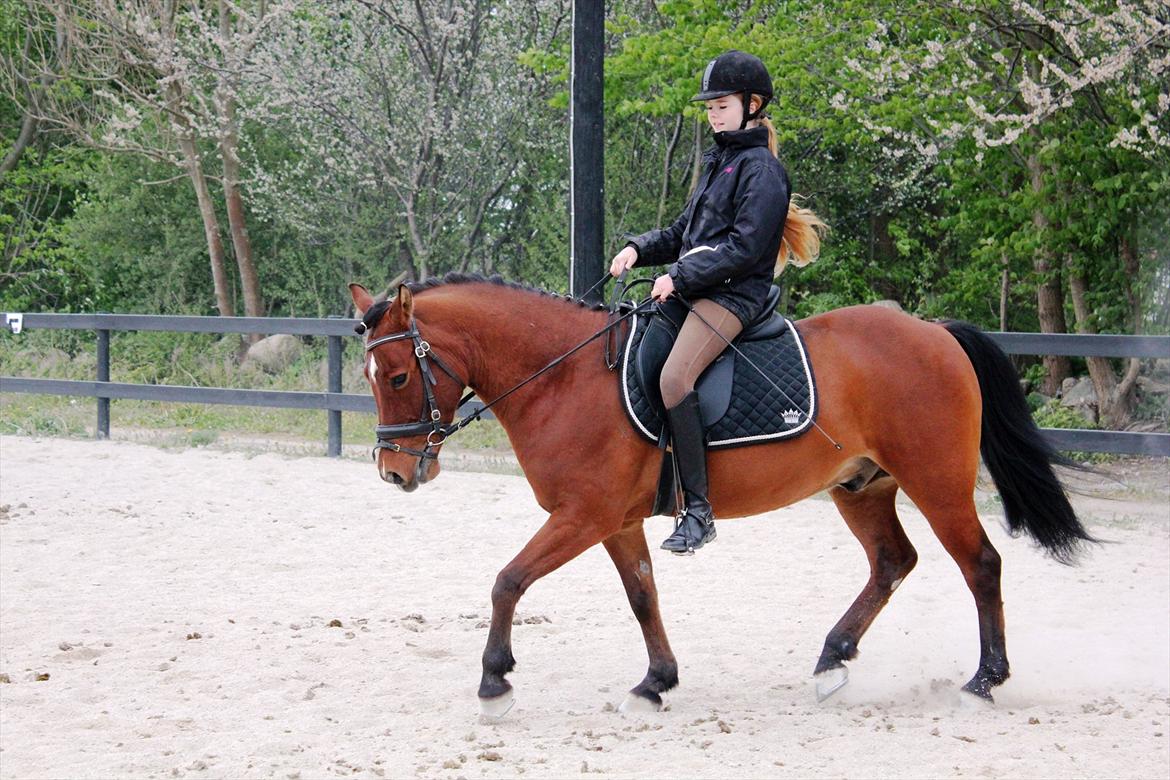 Anden særlig race Pingo billede 15