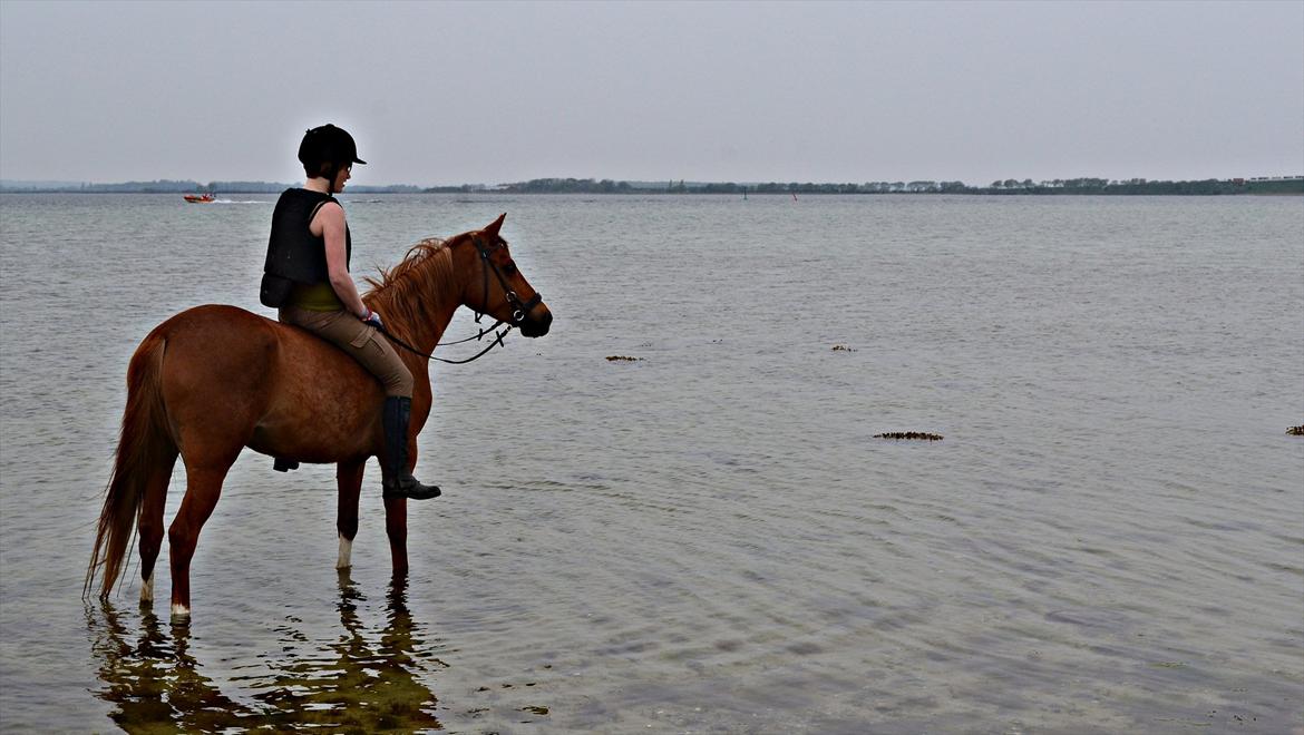 Anden særlig race Aichah - 8. Maj 2012

 billede 15