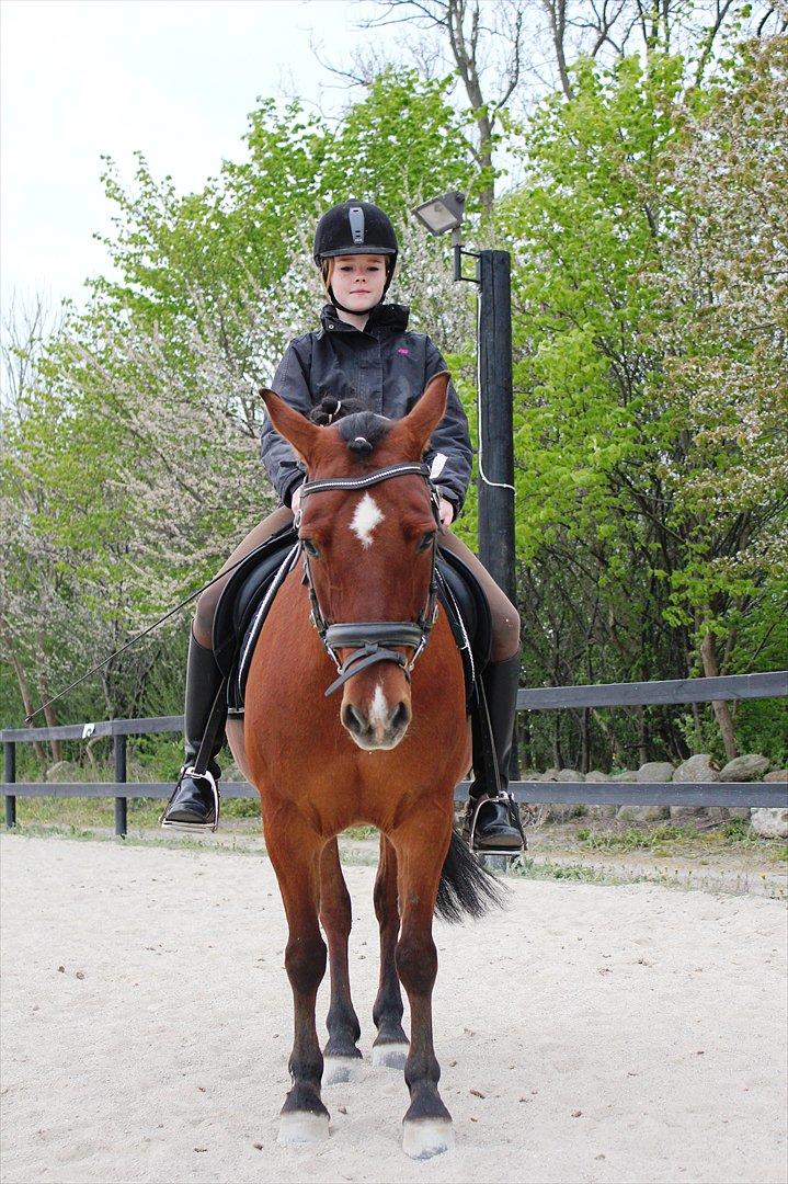 Anden særlig race Pingo billede 16