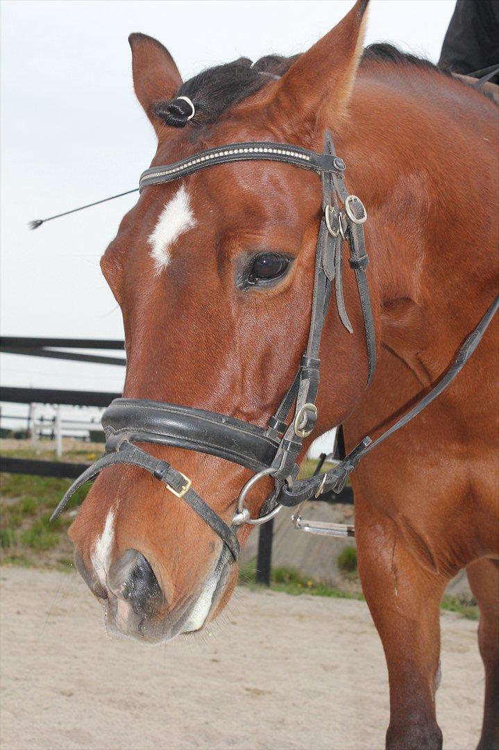 Anden særlig race Pingo billede 17