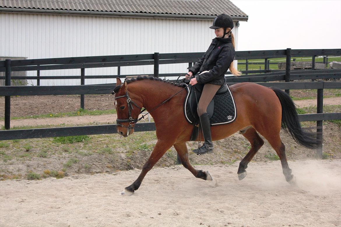 Anden særlig race Pingo billede 5