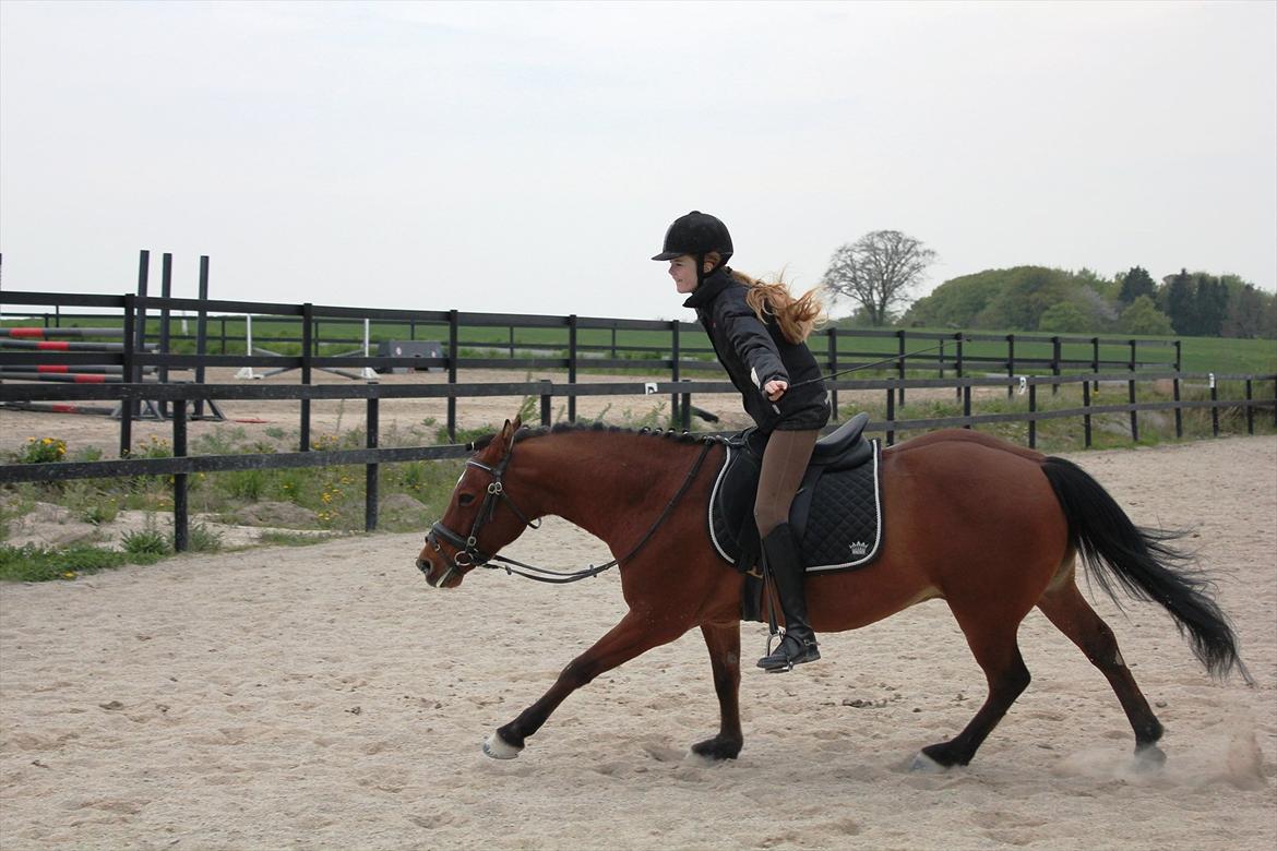 Anden særlig race Pingo billede 18