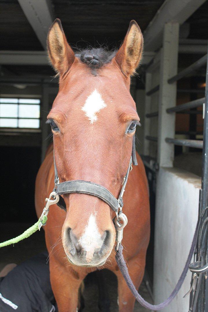 Anden særlig race Pingo billede 19