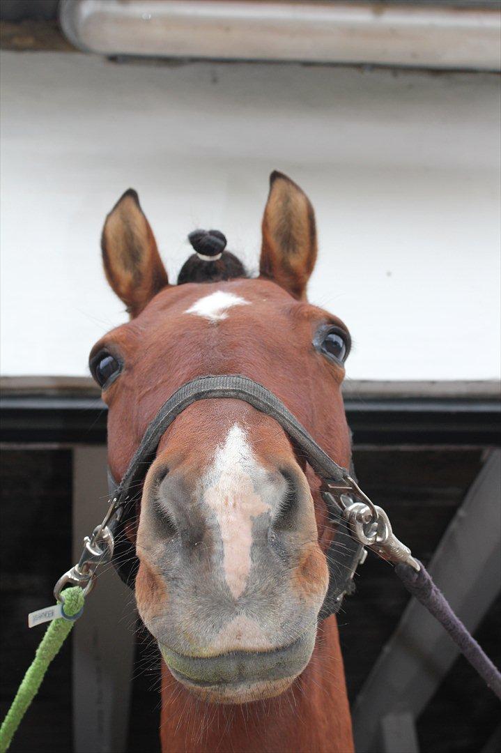 Anden særlig race Pingo billede 20