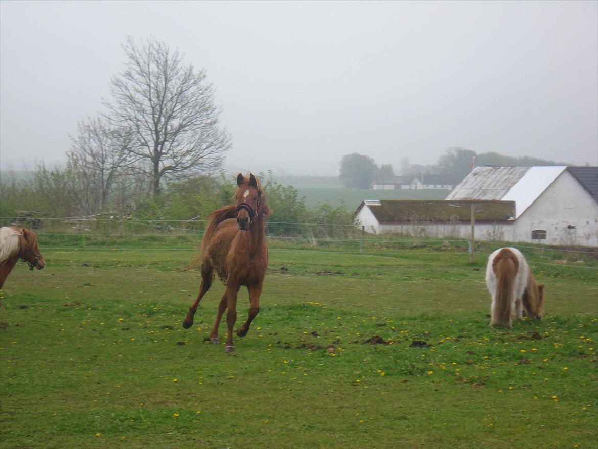 Anden særlig race Smukke Tika billede 12