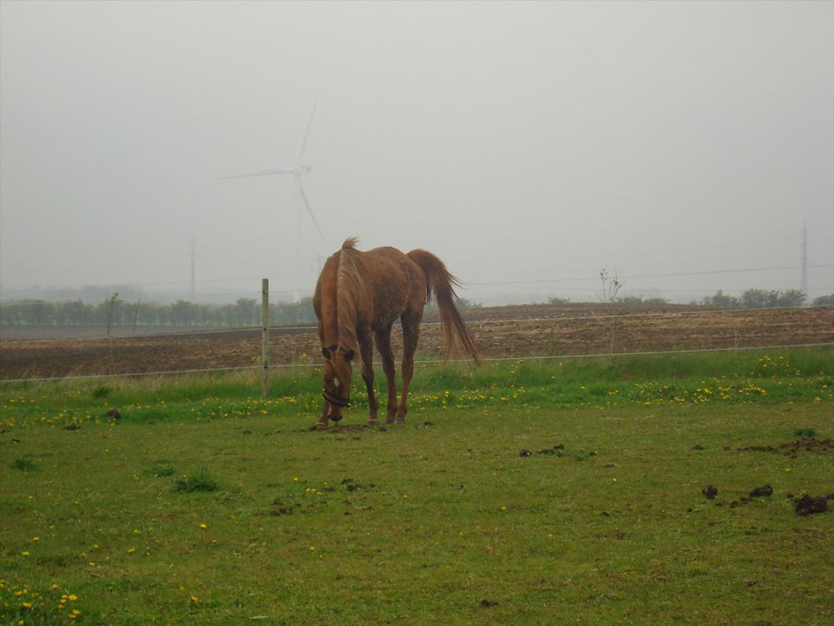 Anden særlig race Smukke Tika billede 13