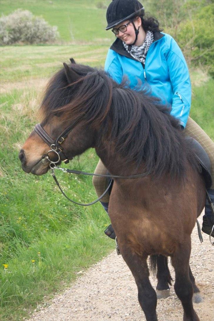 Islænder Freyr fra guldborg (bruno) *Rider* billede 1