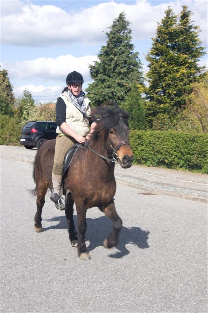 Islænder Freyr fra guldborg (bruno) *Rider* billede 2