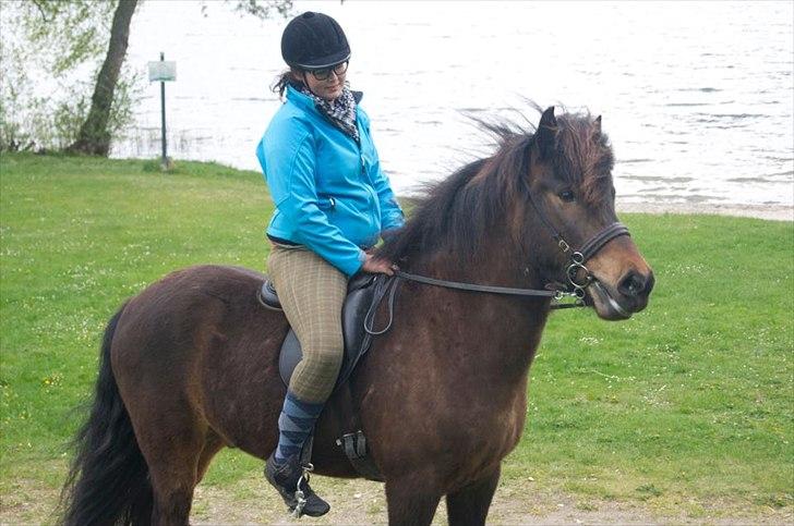 Islænder Freyr fra guldborg (bruno) *Rider* billede 3