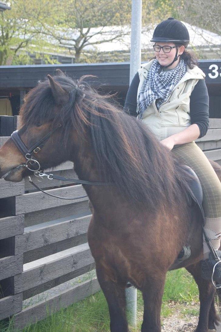 Islænder Freyr fra guldborg (bruno) *Rider* billede 4