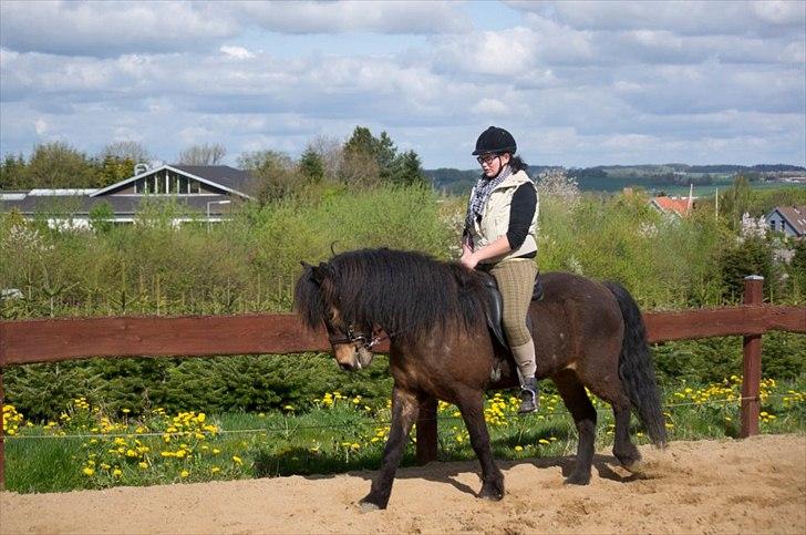 Islænder Freyr fra guldborg (bruno) *Rider* billede 5