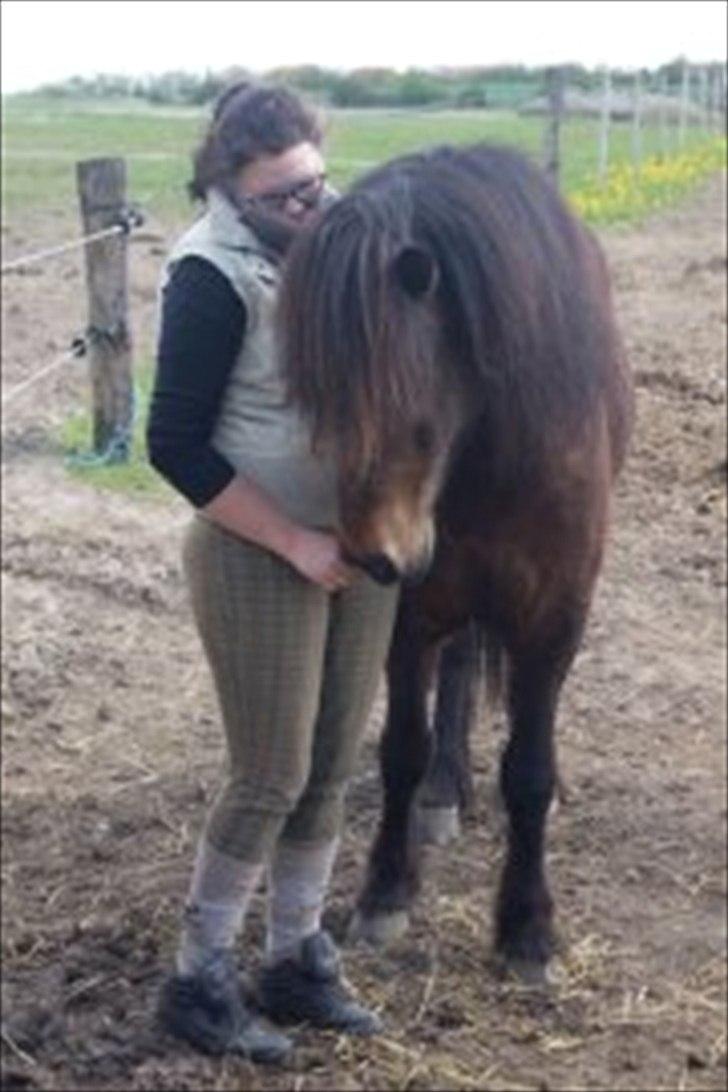 Islænder Freyr fra guldborg (bruno) *Rider* billede 6