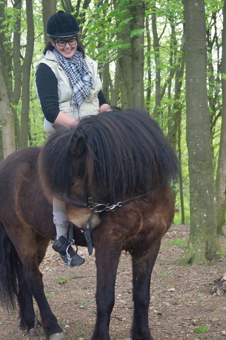 Islænder Freyr fra guldborg (bruno) *Rider* billede 7