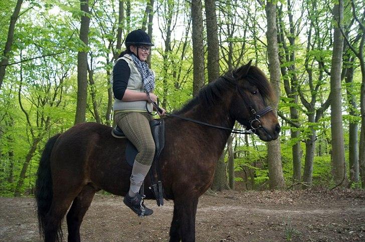 Islænder Freyr fra guldborg (bruno) *Rider* billede 8