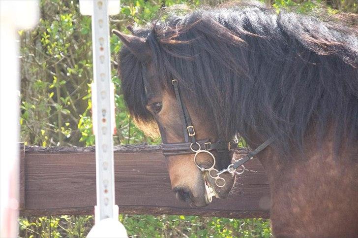 Islænder Freyr fra guldborg (bruno) *Rider* billede 9