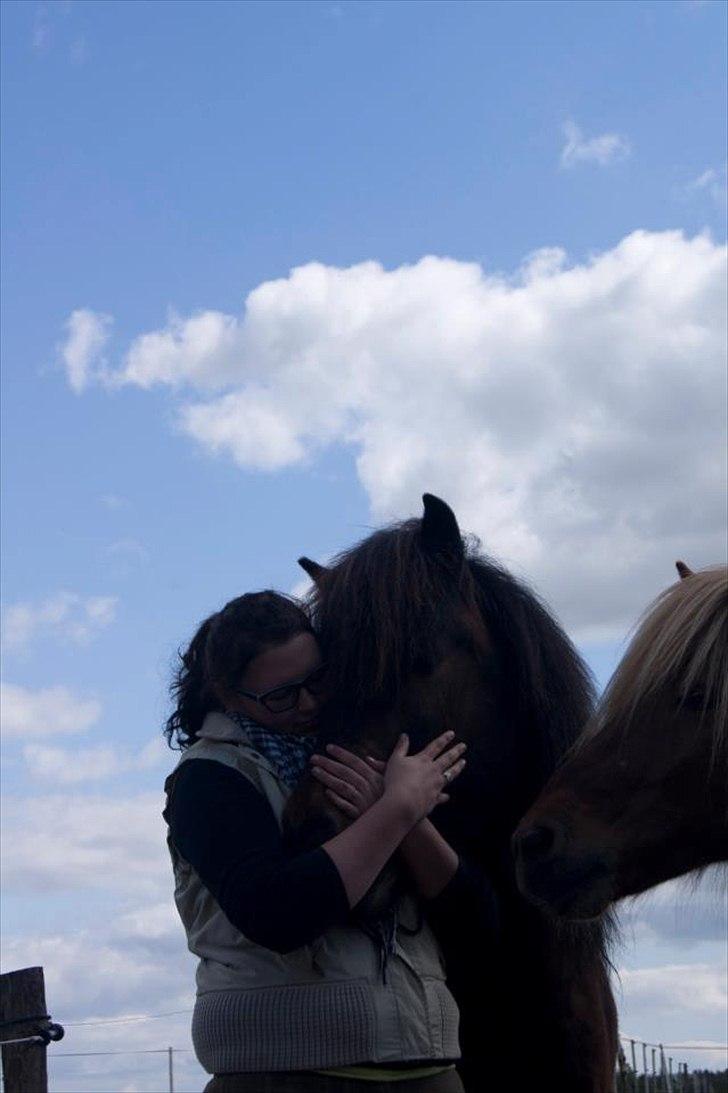 Islænder Freyr fra guldborg (bruno) *Rider* billede 10