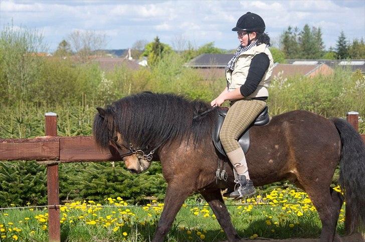 Islænder Freyr fra guldborg (bruno) *Rider* billede 11