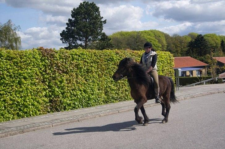 Islænder Freyr fra guldborg (bruno) *Rider* billede 12