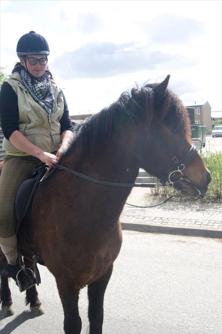 Islænder Freyr fra guldborg (bruno) *Rider* billede 13