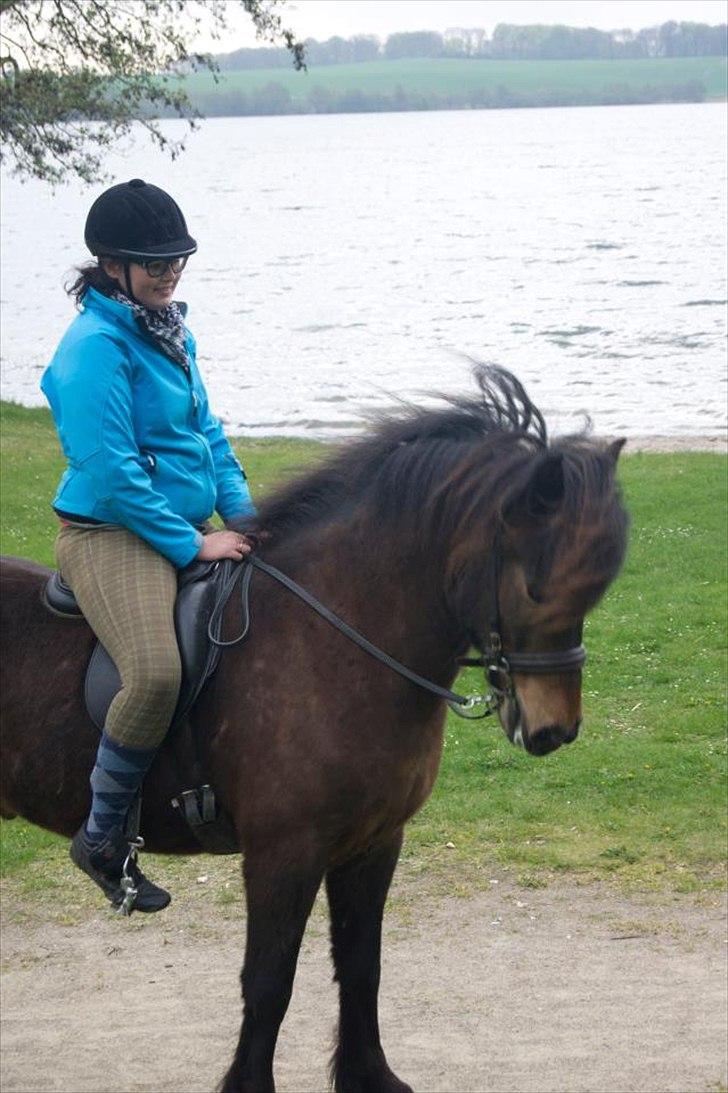 Islænder Freyr fra guldborg (bruno) *Rider* billede 14