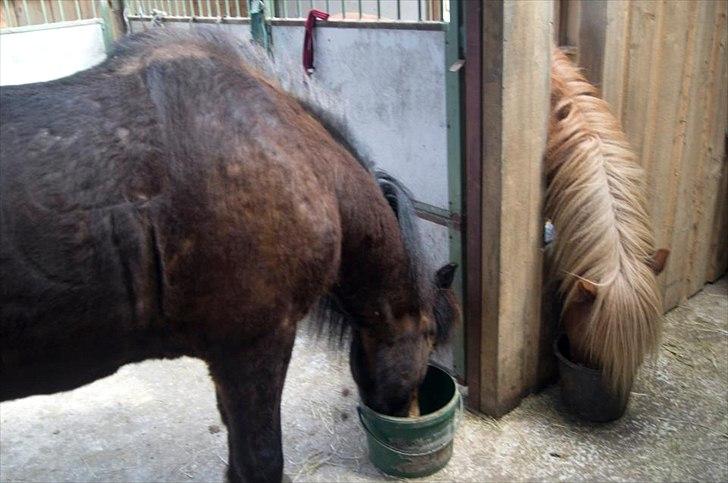 Islænder Freyr fra guldborg (bruno) *Rider* billede 15