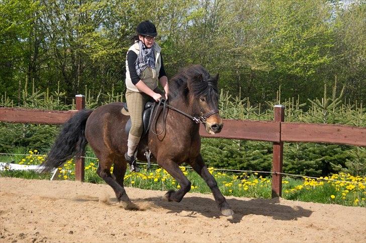 Islænder Freyr fra guldborg (bruno) *Rider* billede 16
