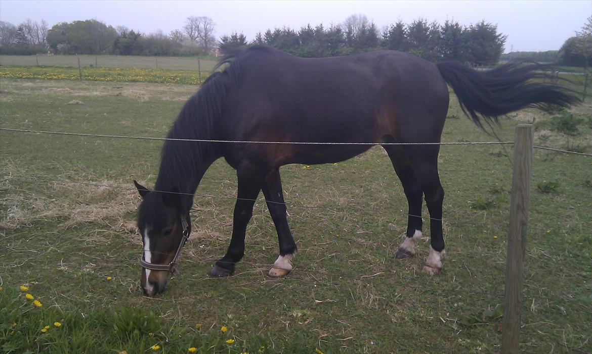 Anden særlig race Pluto - 8/5-12
Plutten på fold<3 :) Han er så smuk! :) billede 6