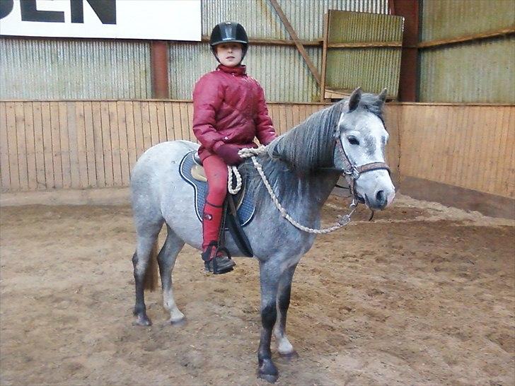 Welsh Mountain (sec A) Grandly's Afreja - mig og afreja billede 16