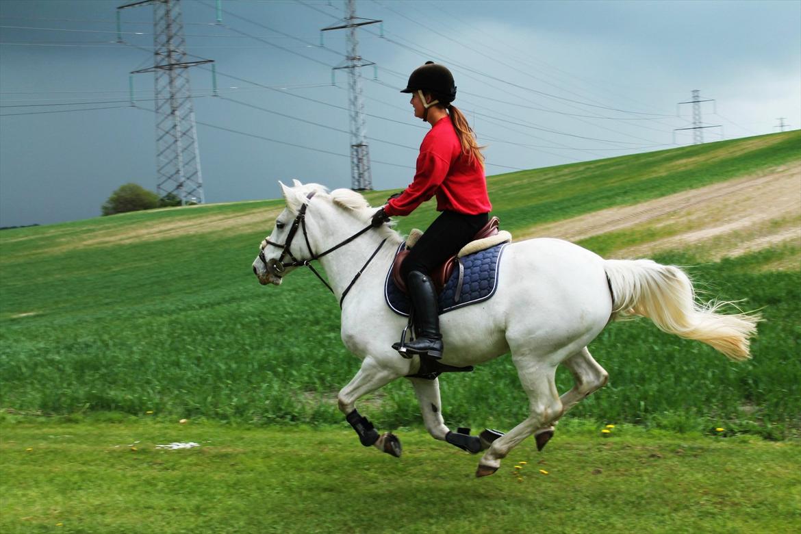 Anden særlig race Fantazy - Fuld fart frem :) billede 13