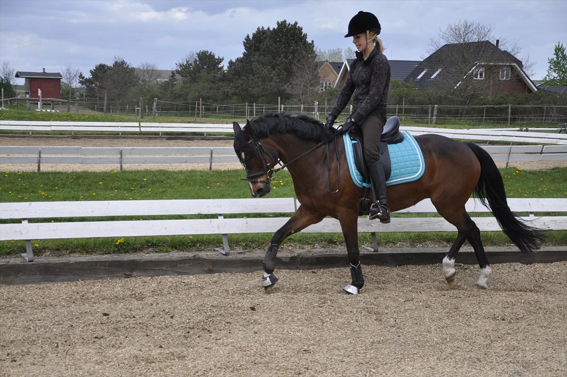 Hollandsk Sportspony Isabella Af Mindet - Dressur undervisning april 12. billede 10