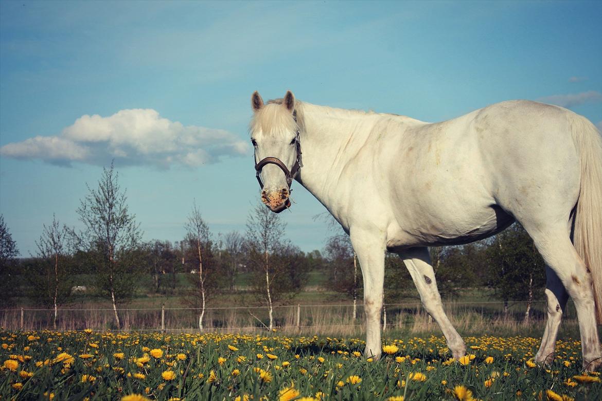 Anden særlig race Fantazy - Min elskede Fantazy <3 <3 billede 2